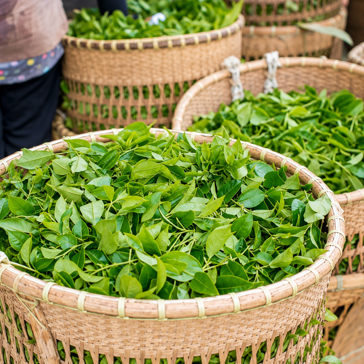Vietnamese Jin Xuan Oolong Tea