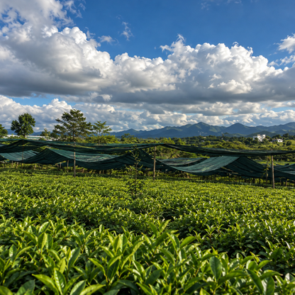 Vietnamese Jin Xuan Oolong Tea